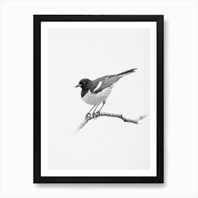 Magpie B&W Pencil Drawing 1 Bird Art Print