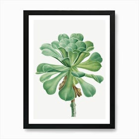 Succulent Plant Art Print