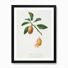 Armenian Plum (Prunus Armeniaca) From Pomona Italiana (1817 - 1839), Giorgio Gallesio Art Print