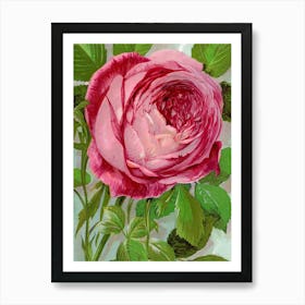 Vintage Botanical Art Print Rose _2697910 Art Print