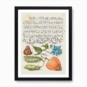 Speckled Wood, Talewort, Garden Pea, And Lantern Plant From Mira Calligraphiae Monumenta Or The Model Book Of Calligraphy (1561–1596), Joris Hoefnagel Art Print