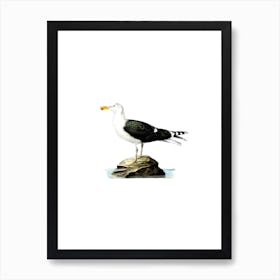 Vintage Great Black Backed Gull Bird Illustration on Pure White n.0070 Art Print