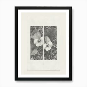 Pansy Flower Photo Collage 1 Art Print