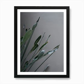 Green leaves against concrete Art Print