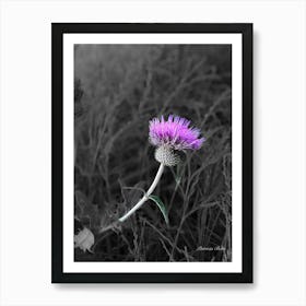 Thistle - Photograph Art Print