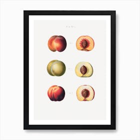 Peaches 1,  Pierre Joesph Redoute Art Print