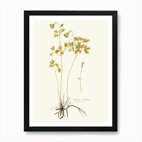 Coriander Art Print