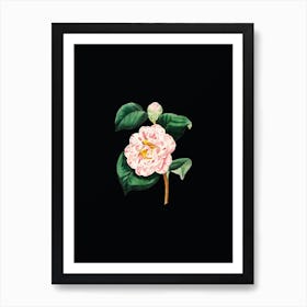 Vintage Gray's Invincible Camellia Flower Botanical Illustration on Solid Black n.0138 Art Print