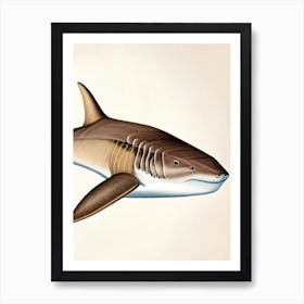 Port Jackson 2 Shark Vintage Art Print