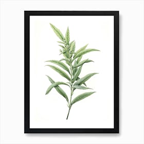 Lemon Verbena Vintage Botanical Herbs 0 Art Print