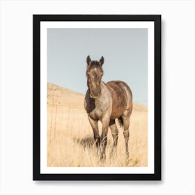 Gray Horse Colt Art Print