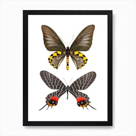 Two Black, Red, And Yellow Butterflies Art Print