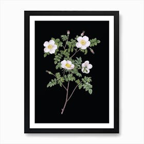 Vintage White Candolle's Rose Botanical Illustration on Solid Black n.0886 Art Print