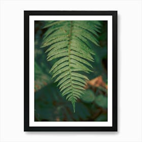 PNW Ferns II Art Print