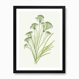 Caraway Herb Pencil Colour 2 Art Print