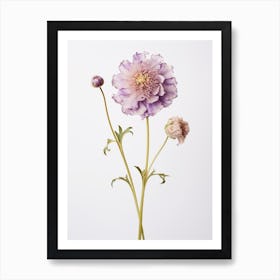 Pressed Flower Botanical Art Scabiosa 3 Art Print