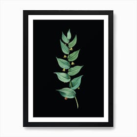 Vintage Twistedstalk Botanical Illustration on Solid Black Art Print