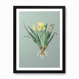 Vintage Crimean Iris Botanical Art on Mint Green n.0564 Art Print