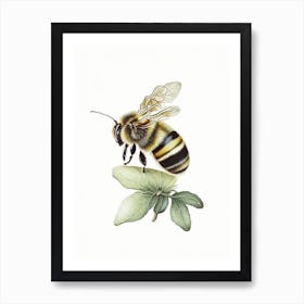 Solitary Bee 2 Vintage Art Print