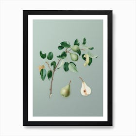 Vintage Pear Botanical Art on Mint Green n.0880 Art Print