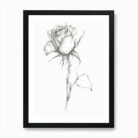 English Rose Black And White Line Drawing 35 Art Print