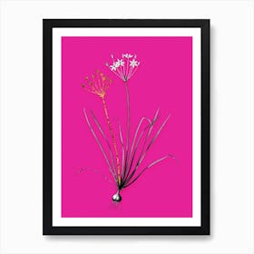 Vintage Allium Straitum Black and White Gold Leaf Floral Art on Hot Pink n.0913 Art Print