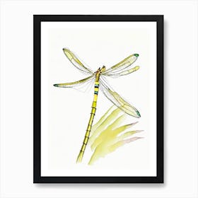 Banded Pennant Dragonfly Pencil Illustration 1 Art Print