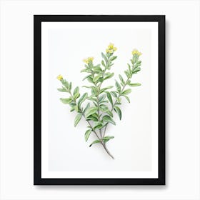 Thyme Vintage Botanical Herbs 2 Art Print