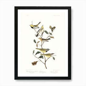 John James Audubon Black Throated Green Warbler Art Print