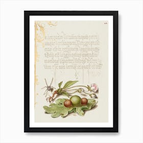 Spider, Sweet Cherry Flower, And English Oak Leaf With Galls From Mira Calligraphiae Monumenta, Joris Hoefnagel Art Print