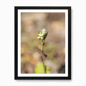 Tiny White Watercress Flower Art Print