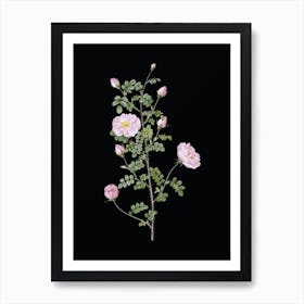 Vintage Pink Scotch Briar Rose Botanical Illustration on Solid Black n.0572 Art Print