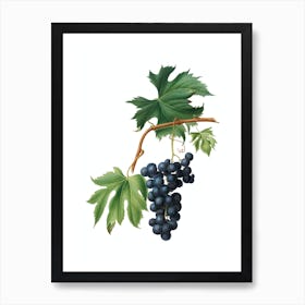 Vintage Brachetto Grape Botanical Illustration on Pure White n.0015 Art Print