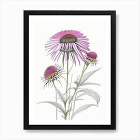 Echinacea Floral Quentin Blake Inspired Illustration 4 Flower Art Print