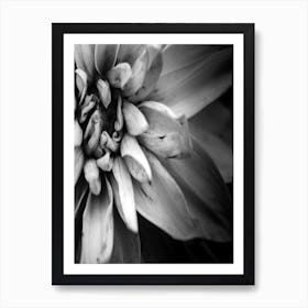 Flower I B&W Art Print