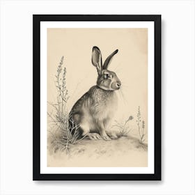 New Zealand Rabbit Drawing 1 Art Print