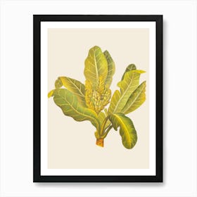 Banana Leaf Art Print