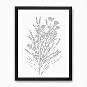 Ephedra Herb William Morris Inspired Line Drawing 2 Art Print