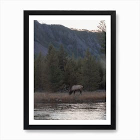 Elk Grazing Near Creek Art Print