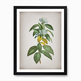 Vintage Laurustinus Botanical on Parchment n.0676 Art Print