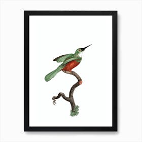 Vintage Green Tailed Jacamar Male Bird Illustration on Pure White Art Print