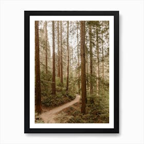 Hoyt Arboretum Forest Art Print