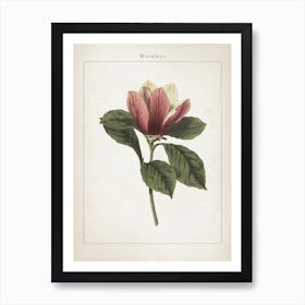 Vintage Curtis 1 Magnolia Art Print