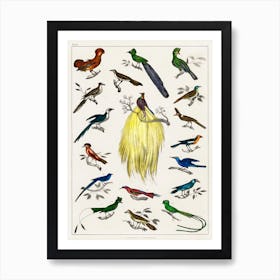 Collection Of Various Birds, Oliver Goldsmith   Art Print