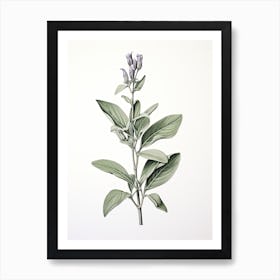 Sage Vintage Botanical Herbs 3 Art Print