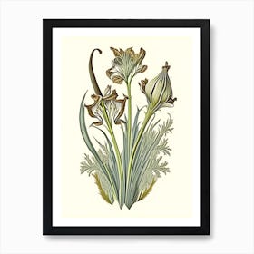 Orris Root Herb Vintage Botanical Art Print