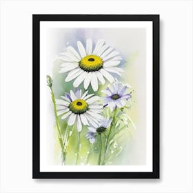 Oxeye Daisy Wildflower Watercolour Art Print