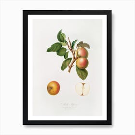 Pupina Apple (Malus Appenninensis) From Pomona Italiana (1817 1839), Giorgio Gallesio Art Print