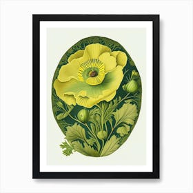 Buttercup 1 Floral Botanical Vintage Poster Flower Art Print