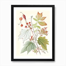 Ginseng Spices And Herbs Pencil Illustration 1 Art Print